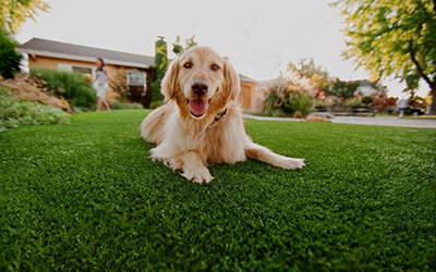 Para dar conforto ao seu pet, invista na grama sintética para cachorro